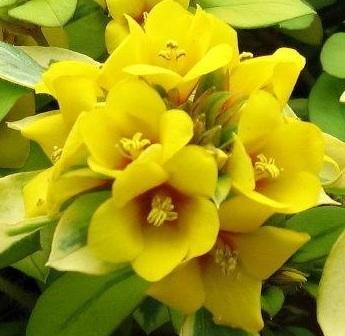 Lysimachia c. 'Walkabout Sunset' (10)ct Quarts Questions & Answers