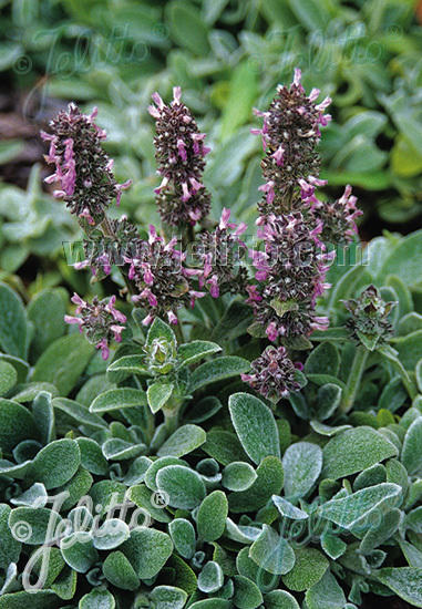 Stachys b. 'Silky Fleece' (10)ct Flat Questions & Answers