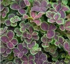 If I plant  Trifolium Purpurascens  chocolate clover in an area that has part sun can it stand some foot traffic?