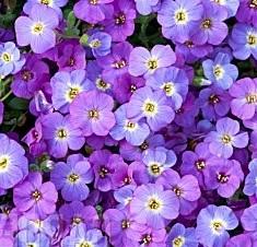 Aubrieta Axcent 'Blue with Eye' (10)ct Flat Questions & Answers