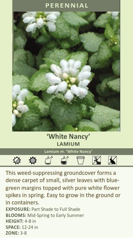 Lamium m. 'White Nancy' (30)ct Flat Questions & Answers