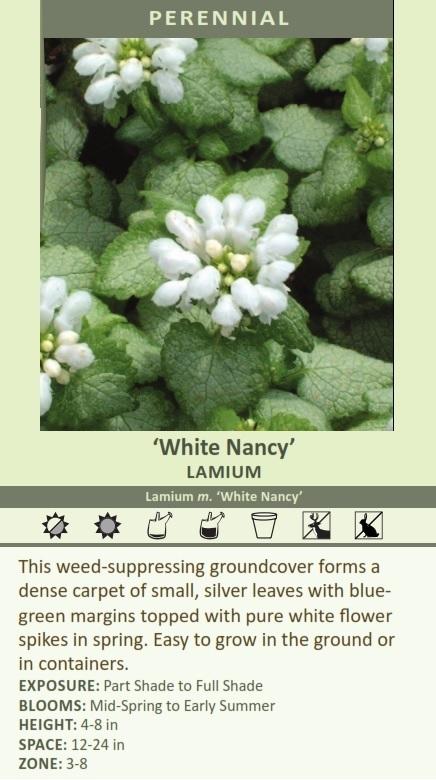 Lamium maculatum 'White Nancy' (30)ct Flat Questions & Answers