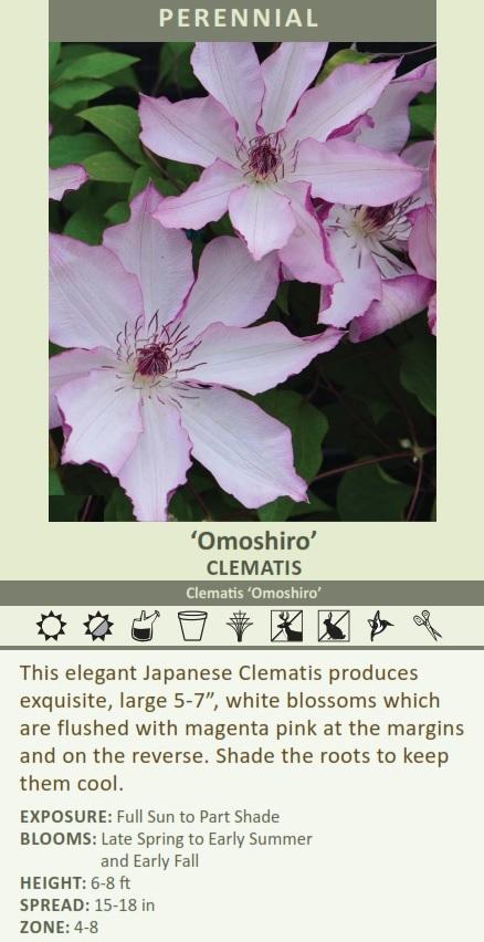 i have an omoshiro clematis that leafs out and blooms in the early spring but will not grow tall (on a 4' trellis).