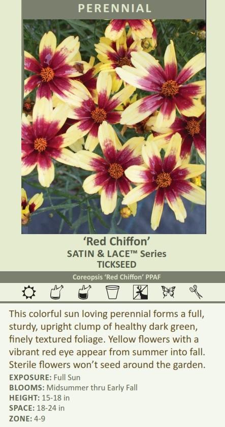 Coreopsis 'Red Chiffon' PPAF (30)ct Flat Questions & Answers