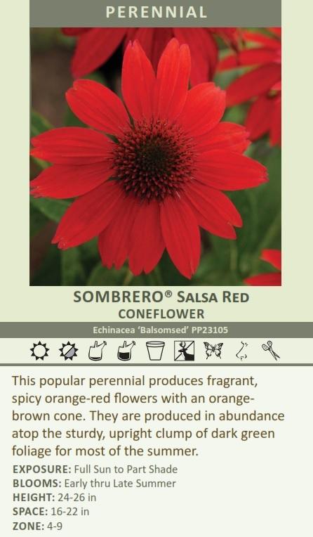 Echinacea SALSA RED ('Balsomsed' PP23113.00) (30)ct Flat Questions & Answers