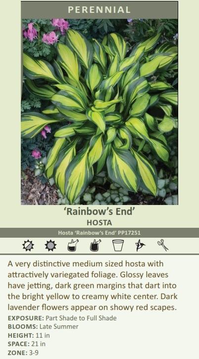 Hosta 'Rainbow's End' PP17251 (20)ct Flat Questions & Answers
