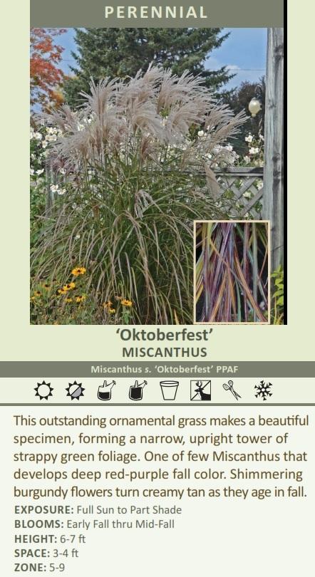 Miscanthus s. 'Oktoberfest' PP27074 (30)ct Flat Questions & Answers