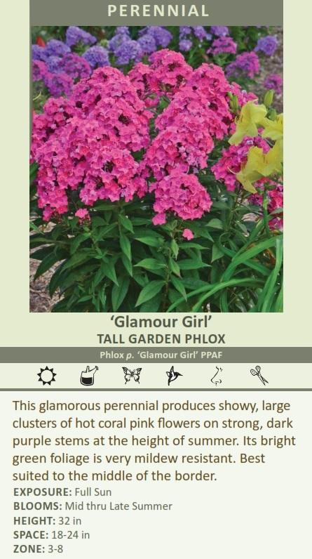 Any of these "Dream/Party/Uptown/Cover/Glamour' Girls Rabbit proof?
