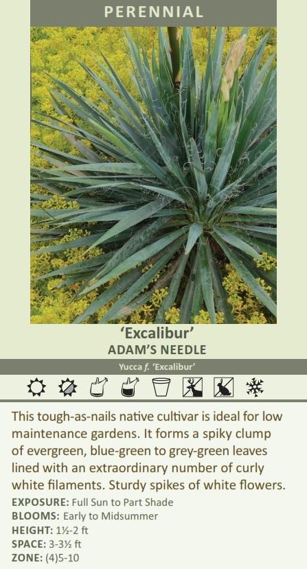 Yucca f. 'Excalibur' (25) BR Plants Questions & Answers