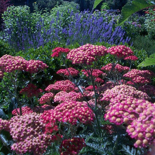 Achillea 'Oertel's Rose' (3.5 inch pot) Questions & Answers