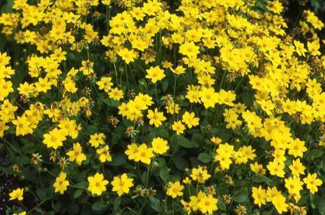 Are the coreopsis salt air tolerant?