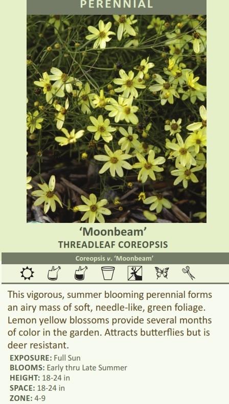 Coreopsis verticillata 'Moonbeam' (3.5 inch pot) Questions & Answers
