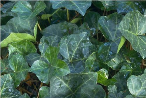 Is hedera english ivy seed available? or only sold as  sall plant