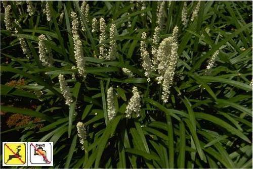 Just to be sure, is this liriope muscari morovia white a non-spreading plant?