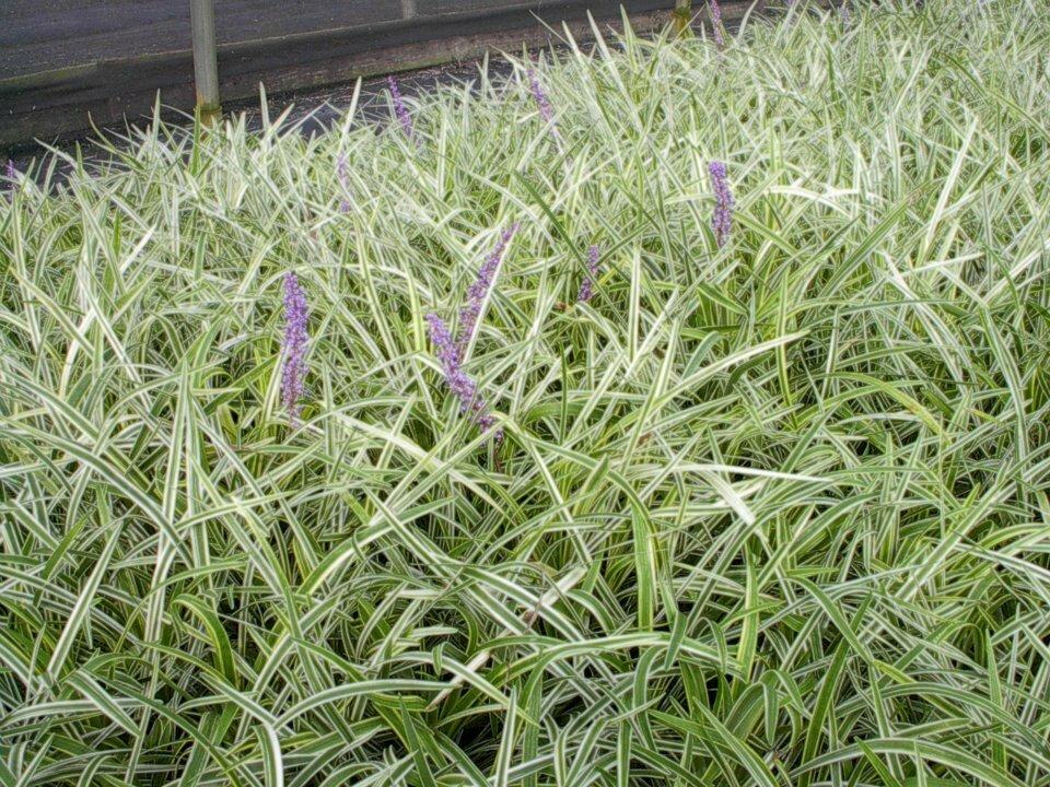 Liriope muscari 'Variegata' (bare root plant) Questions & Answers