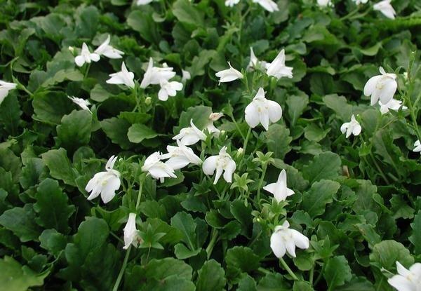 How are the mazus alba 3.5-in pots shipped?  if pots packed in flats, what are the full flat quantities?