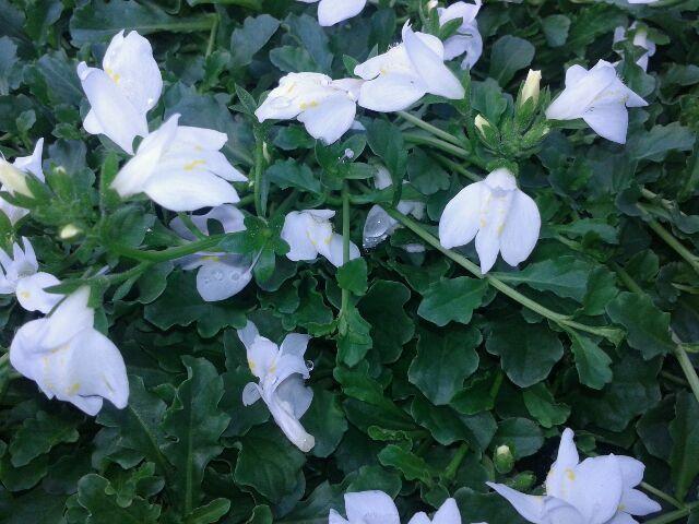 Mazus reptans (3.5 inch pot) Questions & Answers