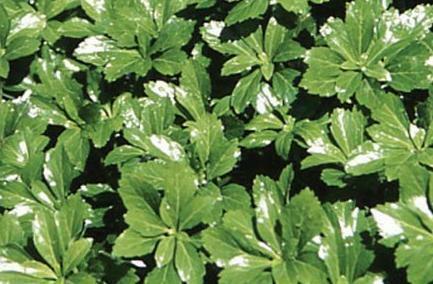 Pachysandra t. 'Green Sheen' (2.5 inch pot) Questions & Answers