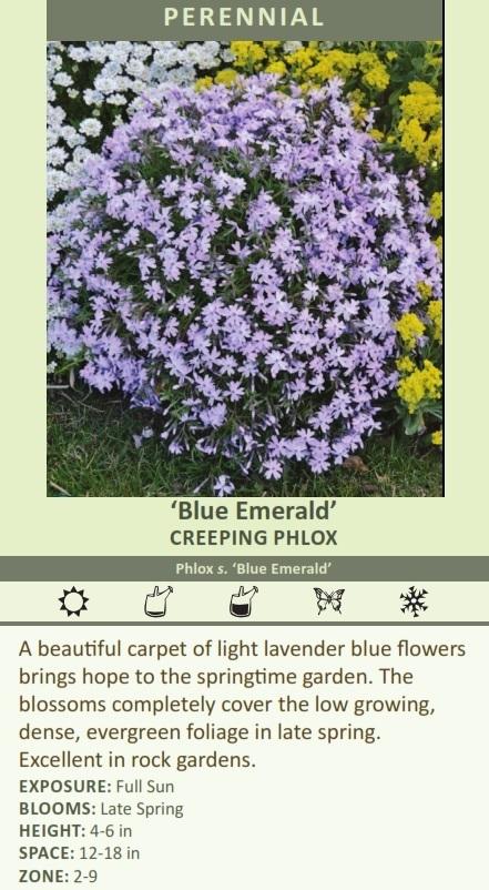 is 25 the minimum order for the moss phlox? i need 10 max.