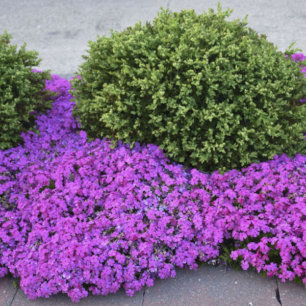 Can I get an order of 25 with a variety of colors for this mountain phlox or is it only 25 of each color