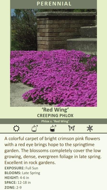 Phlox s. 'Red Wing' (3.5 inch pot) Questions & Answers