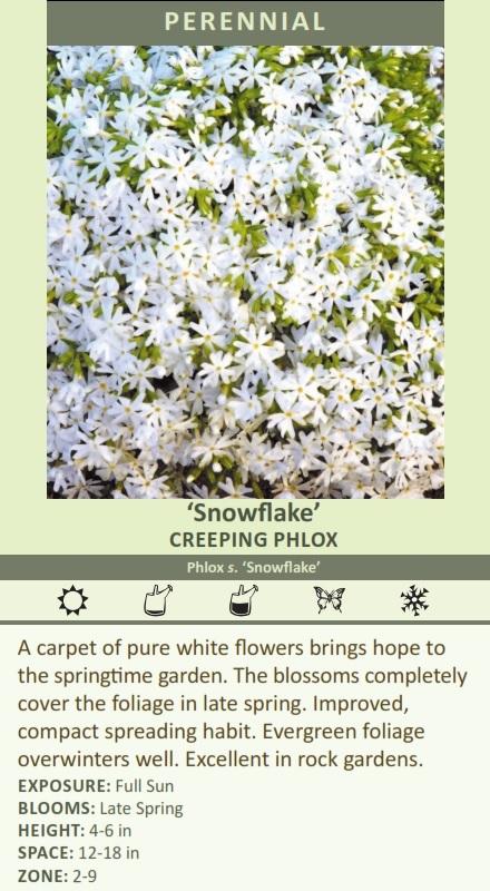 Phlox subulata 'Snowflake' (3.5 inch pot) Questions & Answers