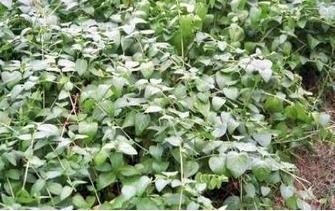 Vinca major 'Green' (3.5 inch pot) Questions & Answers