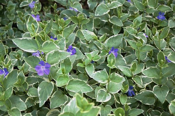 When should I plant in Fall in zone 7