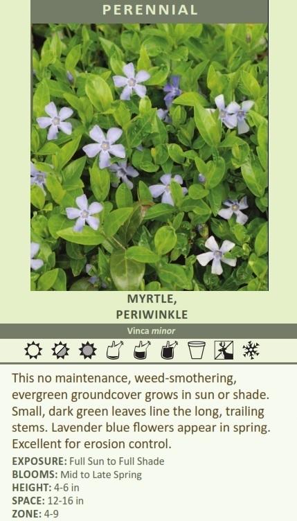 What varieties of vinca minor do you have? Thanks