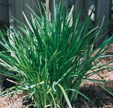 Liriope m. 'Densiflora' (bare root plant) Questions & Answers