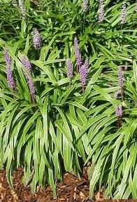 Liriope m. 'John Burch' (bare root plant) Questions & Answers