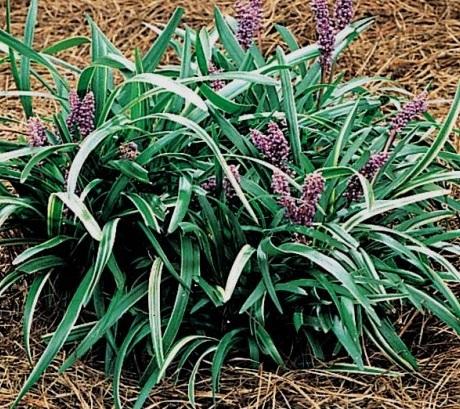 Liriope m. 'Silver Midget' (bare root plant) Questions & Answers