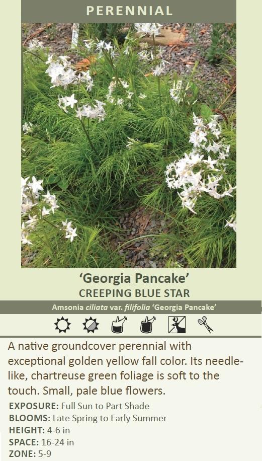 Amsonia c. var. f. 'Georgia Pancake' (25) BR Plants Questions & Answers