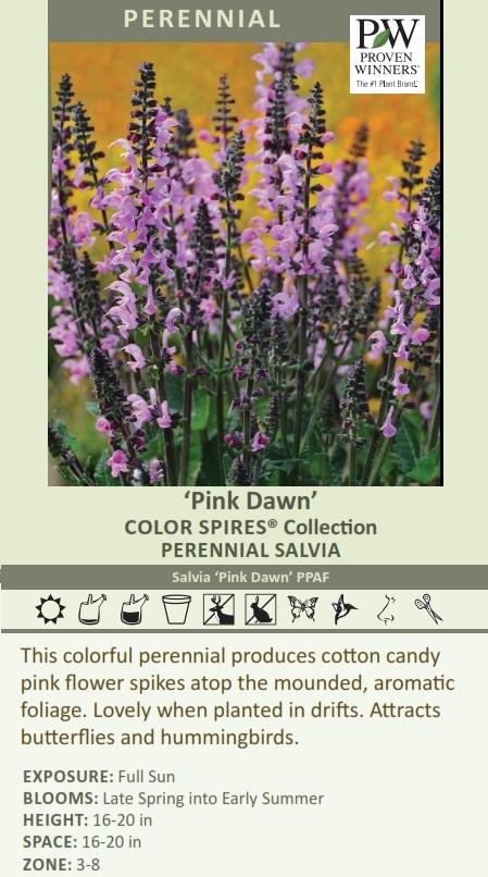 How big do pink dawn salvia get?