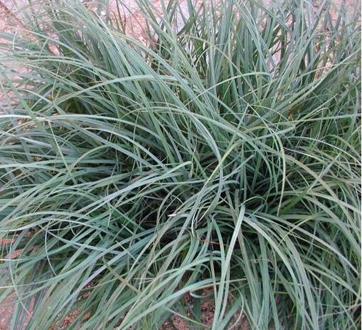 Carex flacca [a.k.a. glauca] (3.5 inch pot) Questions & Answers
