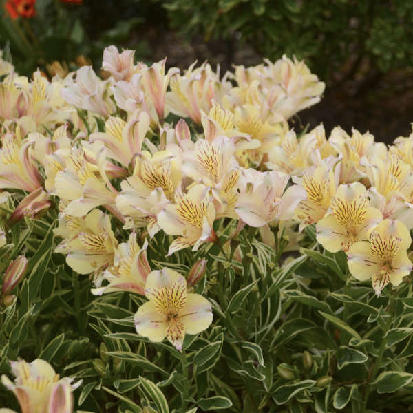 Alstroemeria FABIANA ('Zaprifabi' PP17911) (20)ct Flat Questions & Answers