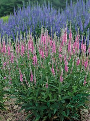 Veronica 'Perfectly Picasso' PP29720 (25) BR Plants Questions & Answers