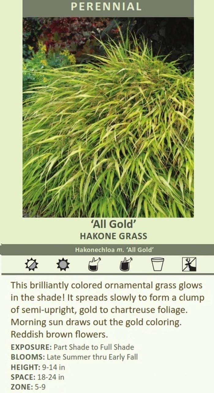 Hakonechloa m. 'All Gold' (30)ct Flat Questions & Answers