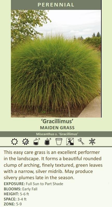 Miscanthus sinensis 'Gracillimus' (30)ct Flat Questions & Answers