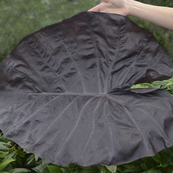 I would like to see pictures of Colocasia Black Swan.