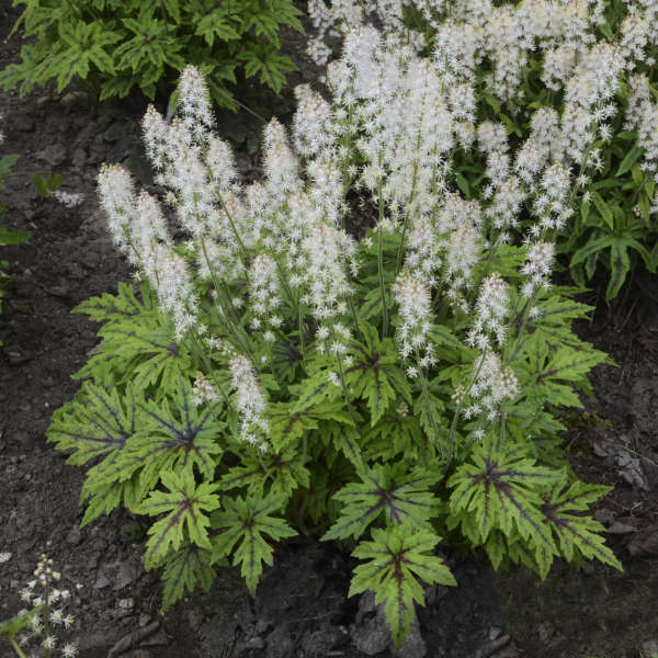 Tiarella -- plant or pot up and grow on?