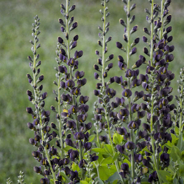 Baptisia 'Dark Chocolate' PP30959 (25) BR Plants Questions & Answers