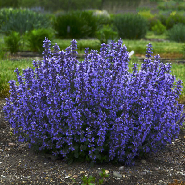 Are the Nepeta shipped bare root, no soil?