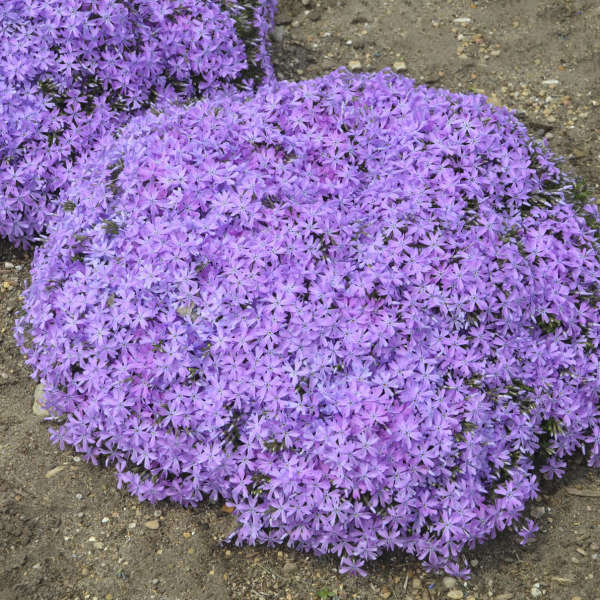 Phlox 'Bedazzled Orchid' PPAF (25) BR Plants Questions & Answers