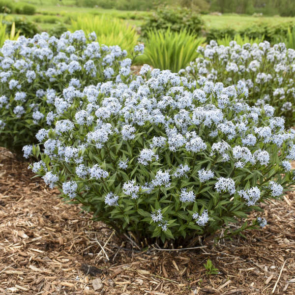 Amsonia 'Starstruck' PP32246 (25) BR Plants Questions & Answers