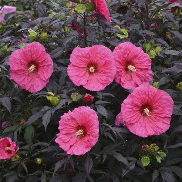 Hibiscus 'Evening Rose' PP33366 (25) BR Plants Questions & Answers