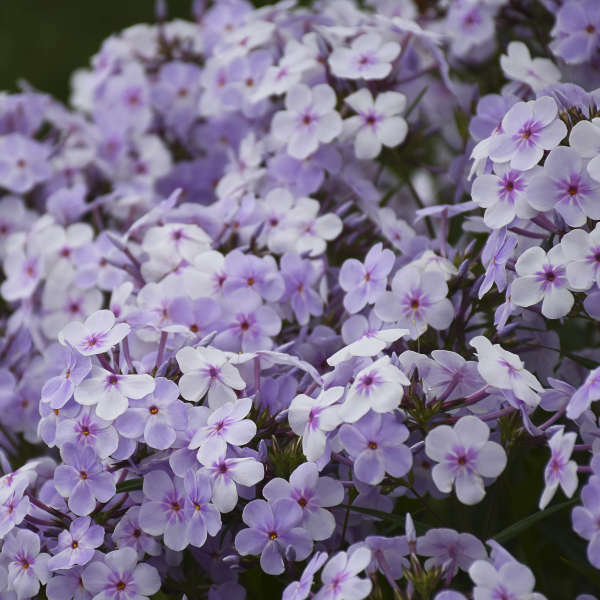 Phlox 'Opening Act Pink-a-Dot' PP31732 (25) BR Plants Questions & Answers