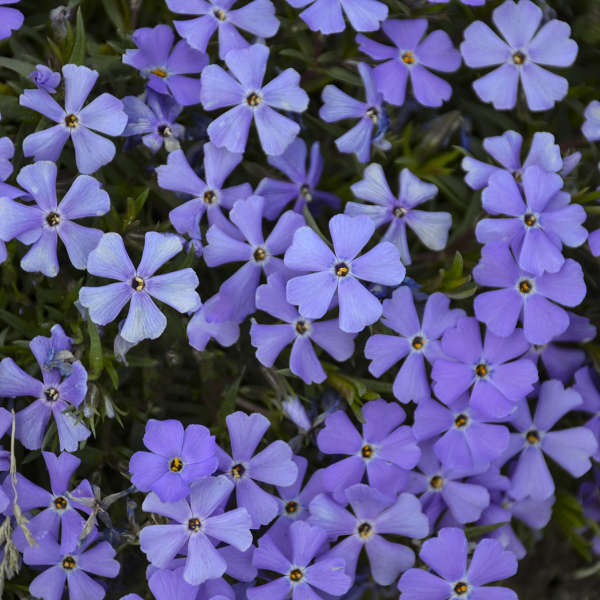 Phlox 'Rocky Road Violet Blue' PP32288 (30)ct Flat Questions & Answers