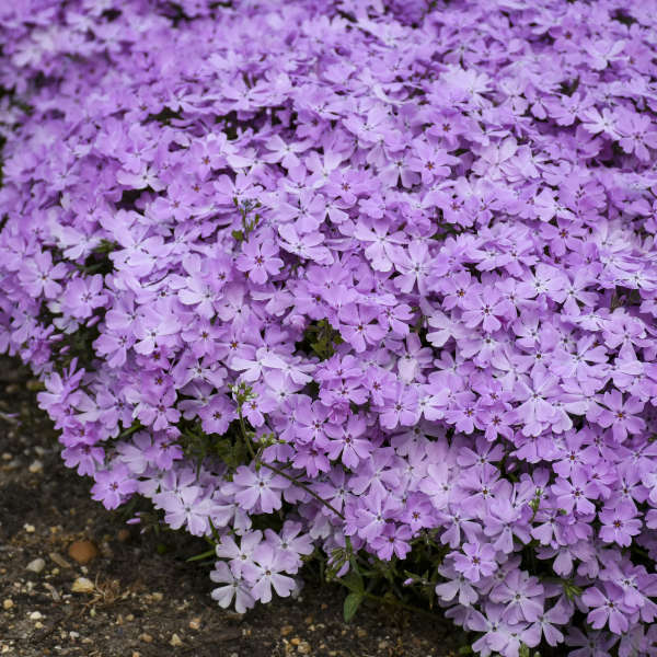 Phlox s. 'Pink Sparkles' PP33276 (25) BR Plants Questions & Answers