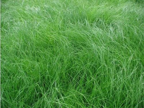 Can carex  appalachica be mowed like a lawn?  I would like to keep height around 2-3 inches.